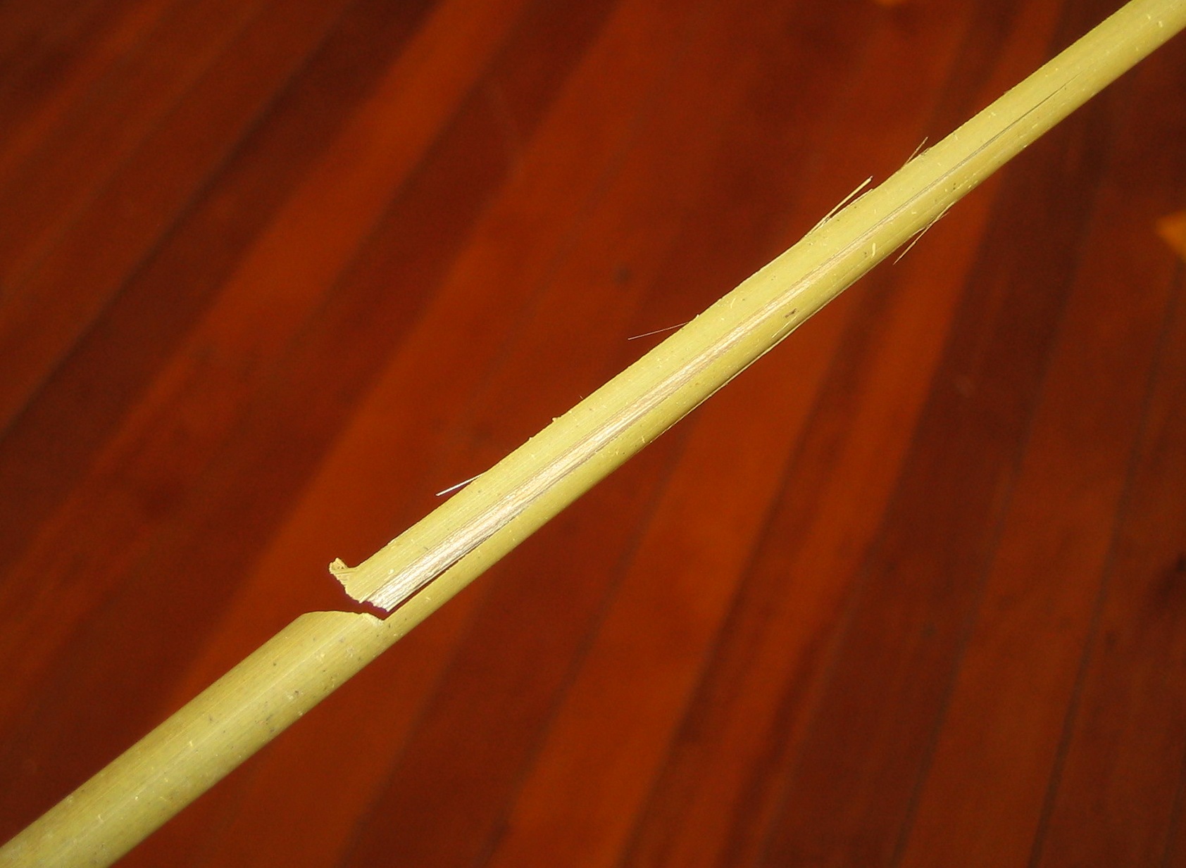 bad cut bamboo